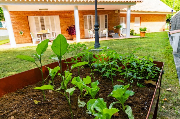 Tudo o que você precisa saber para ter uma horta sustentável em casa (Foto: Getty Images)