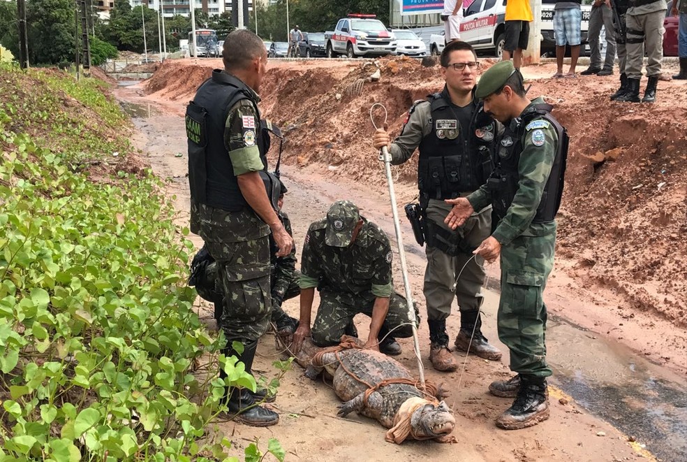 Jacaré foi capturado na Avenida Beira Rio, em João Pessoa (Foto: Walter Paparazzo/G1)