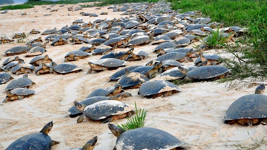 Milhares de tartarugas 'invadem' praias para desova em Costa Marques |  Rondônia | G1