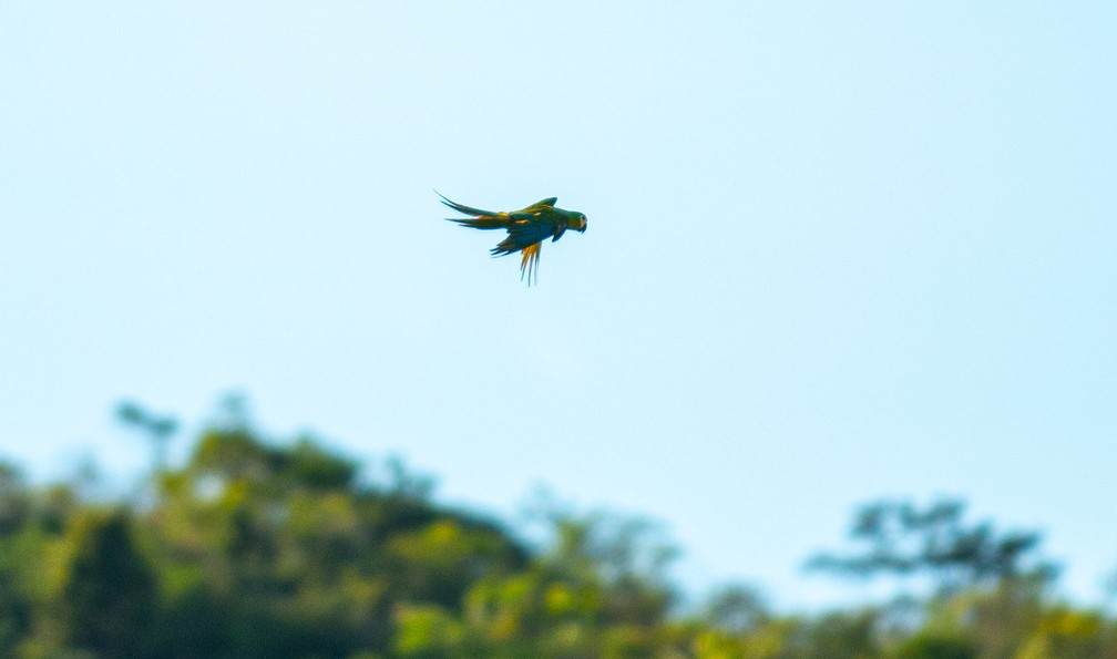 Aves foram soltas após estarem reabilitadas — Foto: PMBV/Divulgação