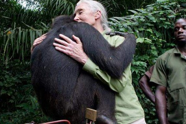 A conservacionista Jane Goodall com um chimpanzé (Foto: Instagram)