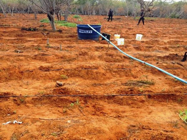 Sistema de irrigação foi instalado para manter plantação (Foto: Divulgação / PF)