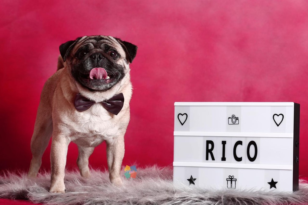 Pug Vira Dog Influencer Com Fotos Inusitadas E Encanta Seguidores Santos E Regiao G1