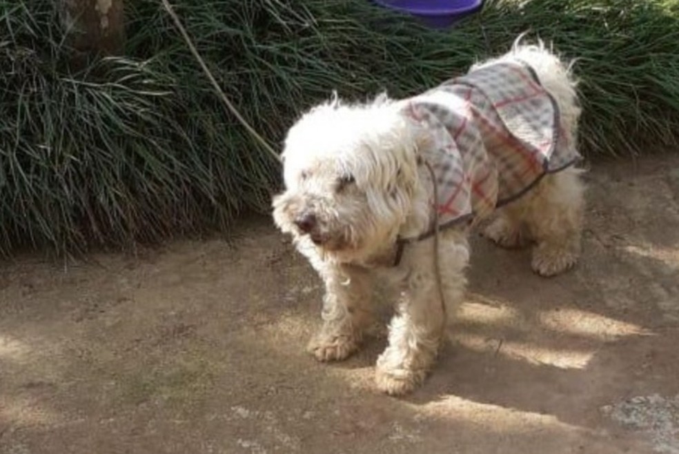 Cadela &eacute; encontrada em estrada e c&acirc;meras de seguran&ccedil;a flagram momento do suposto abandono &mdash; Foto: Arquivo Pessoal