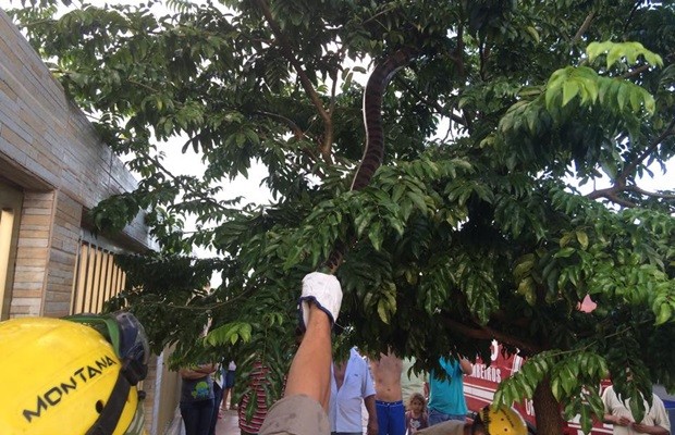 Sucuri foi retirada de copa de árvore em Quirinópolis, Goiás (Foto: Divulgação/Corpo de Bombeiros)