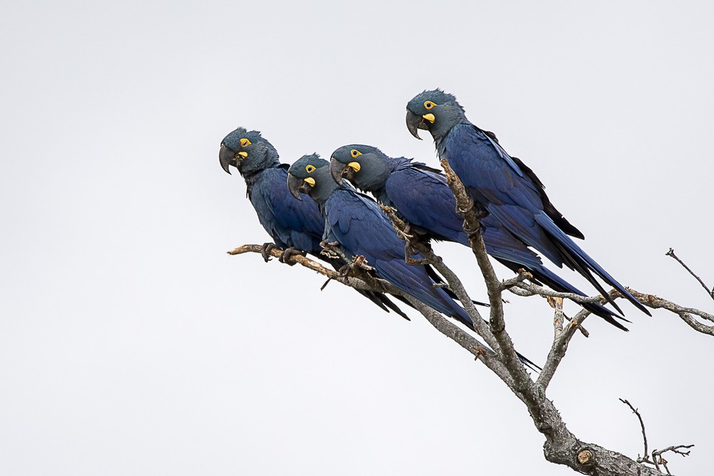 A arara-azul-de-lear é uma das espécies de aves mais ameaçadas do mundo — Foto: Adriano Kirihara/Arquivo Pessoal