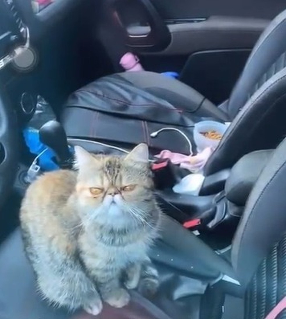 Gato abandonado dentro de veículo em MS — Foto: Redes sociais/ Reprodução