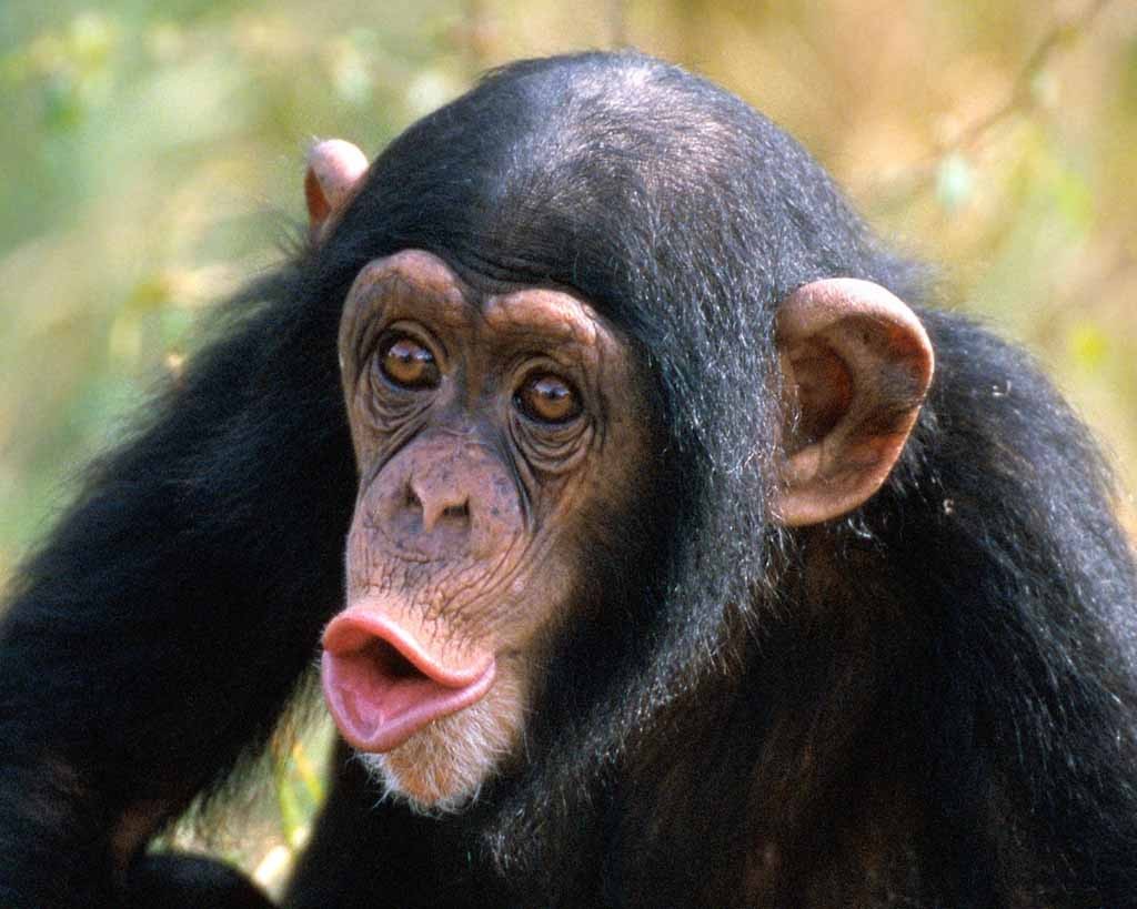 Chimpanzés vencem pessoas em teste psicológico (Foto: Reprodução)
