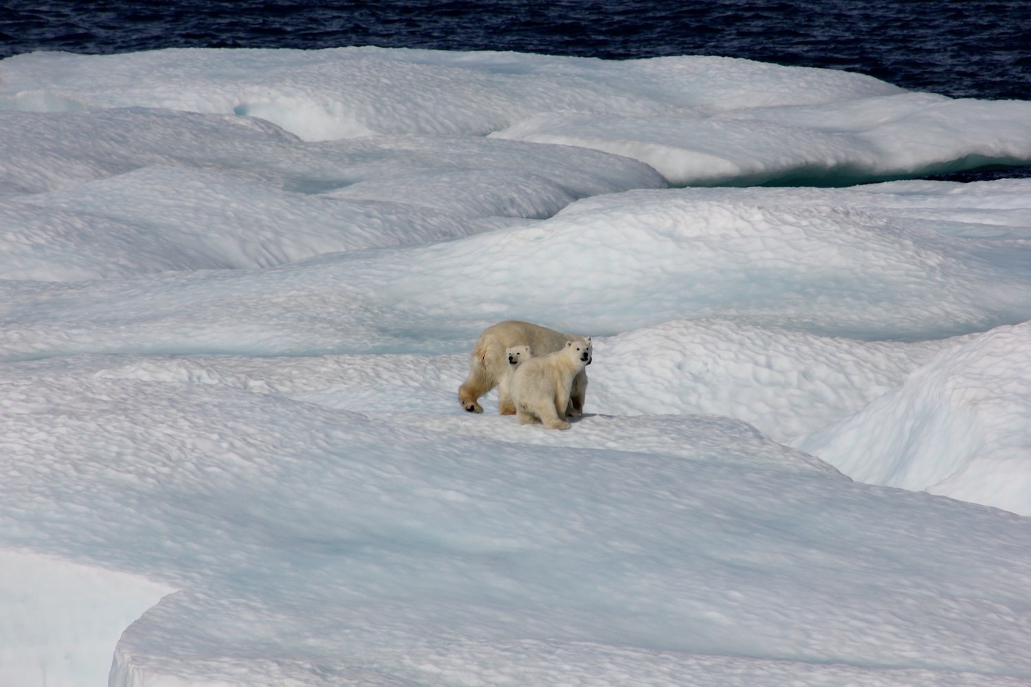 As mudanças climáticas trazem agravações para o planeta e os animais (Foto: Unsplash /  NOAA / CreativeCommons)