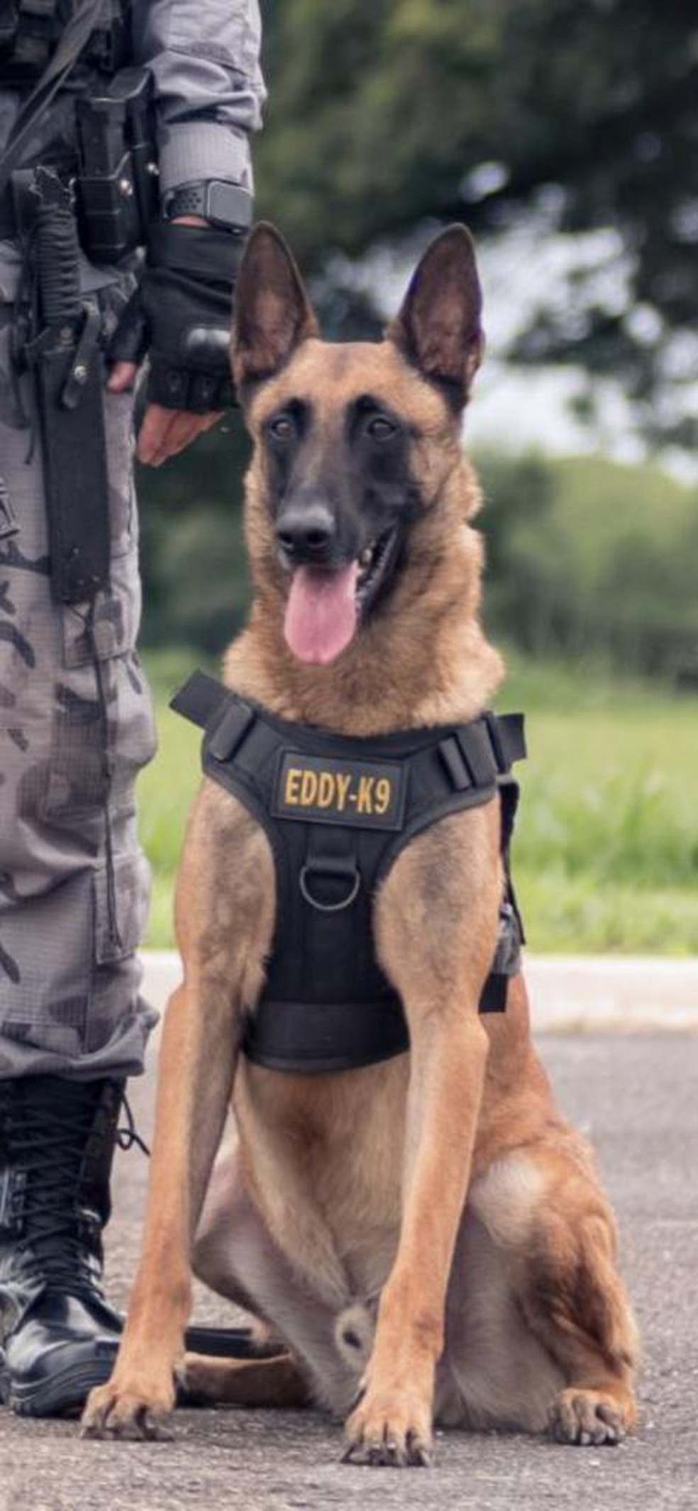Cão Eddy do Batalhão de Policiamento com Cães (BPCães) da PMDF. — Foto: PMDF / Reprodução