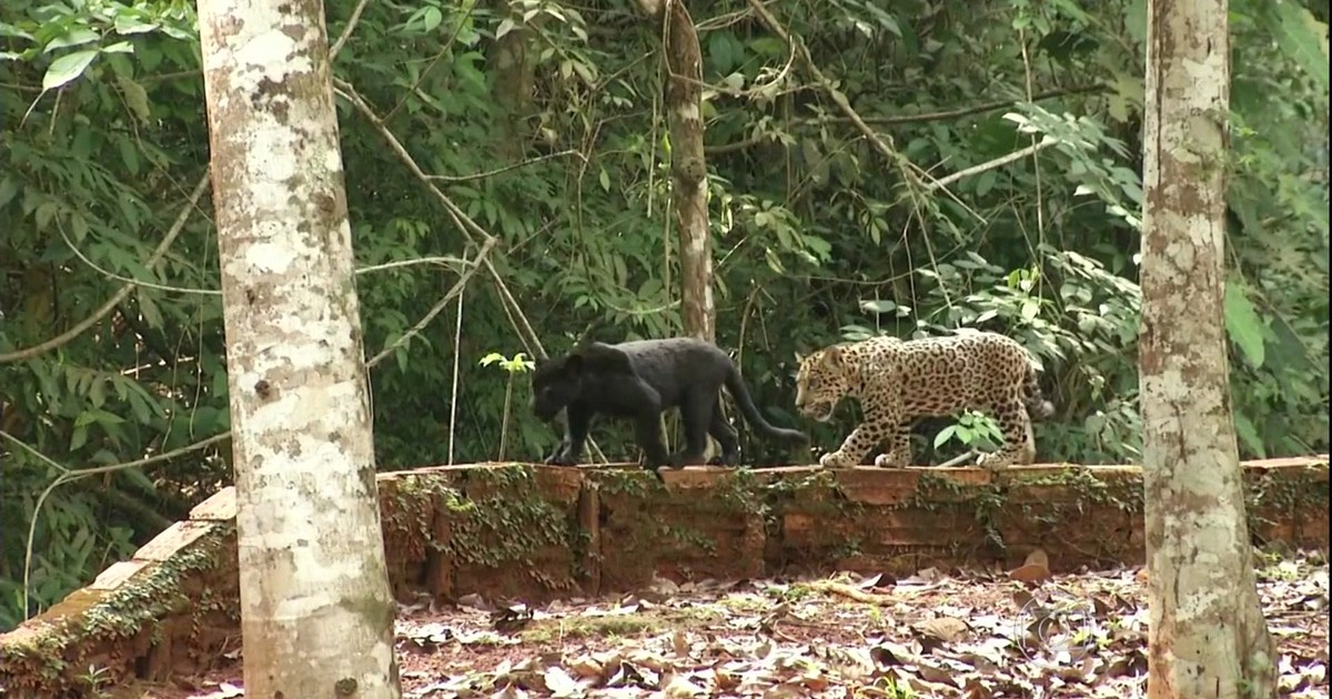 G1 Biólogos Comemoram A Reprodução Em Cativeiro De Duas Onças
