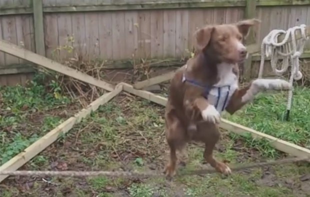 Cão se equilibrou em duas patas em corda bamba (Foto: Reprodução/YouTube/The Edge 96.1)