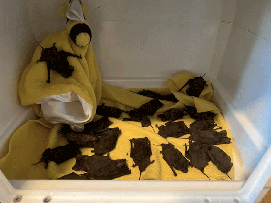Morcegos resgatados em Houston, no Texas, em meio à onda de frio.