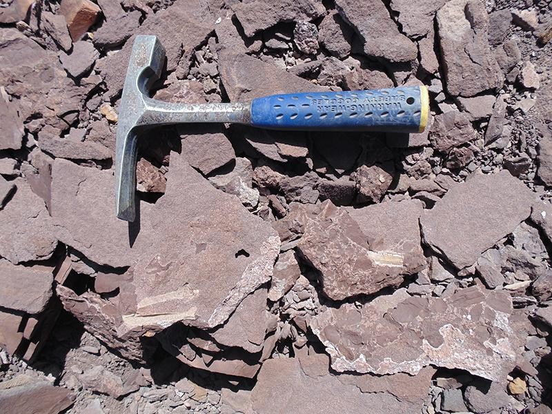 Estudo analisou fêmur, tíbia, úmero e vértebras cervicais dos pterossauros  (Foto: Universidade do Chile )