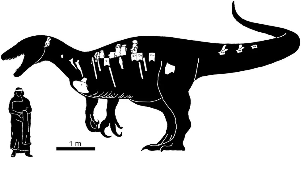 Silhueta do Maip macrothorax mostrando os ossos preservados em branco. — Foto: A large Megaraptoridae (Theropoda: Coelurosauria) from Upper Cretaceous (Maastrichtian) of Patagonia, Argentina