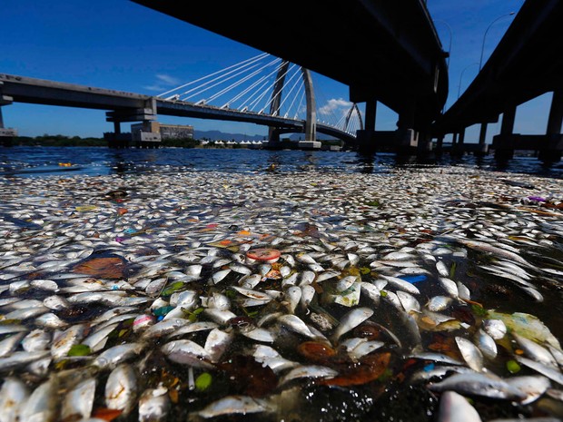 Flagrante de peixes mortos na Baía de Guanabara (Foto: Ricardo Moraes/Reuters)