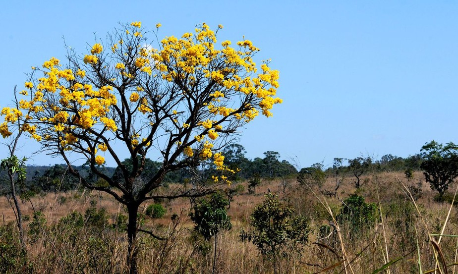 Análise mostra que, entre agosto de 2021 e julho de 2022, mais de 10,5 mil km² do Cerrado brasileiro foram desmatados