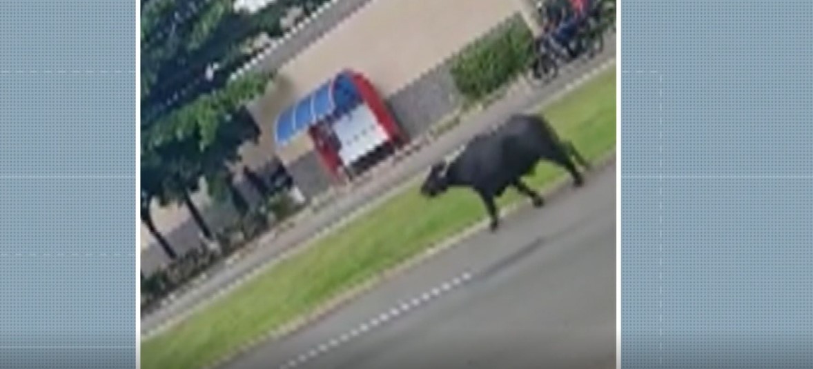 Búfalo corre por avenida em Indaiatuba e atrapalha trânsito; VÍDEO