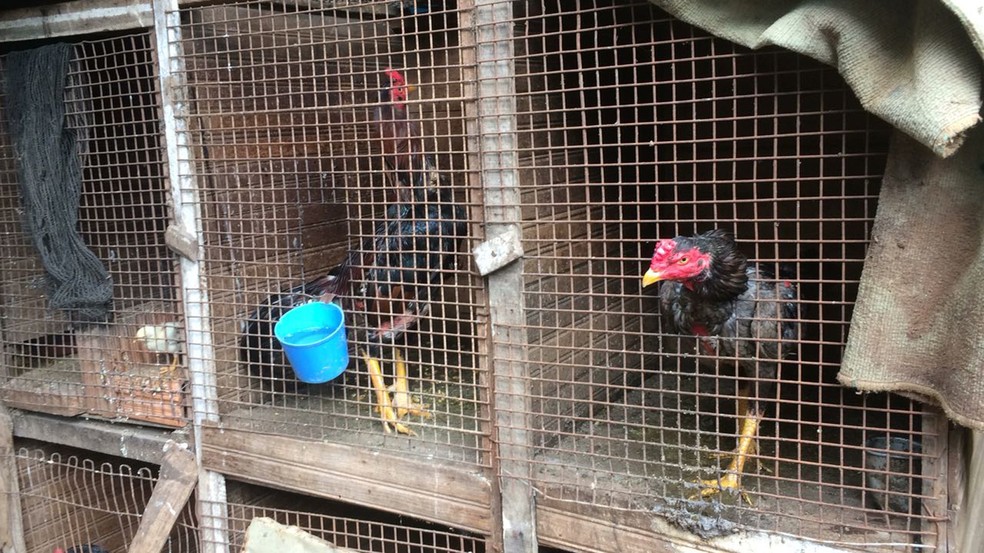 Apetrechos usados em rinhas de galos foram apreendidos em Irapuru (Foto: Cedida/Polícia Militar)