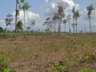 Amazônia perde área verde igual a 200 mil campos de futebol em dez meses