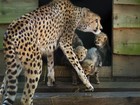Rara ninhada com seis filhotes de guepardo é apresentada na Holanda