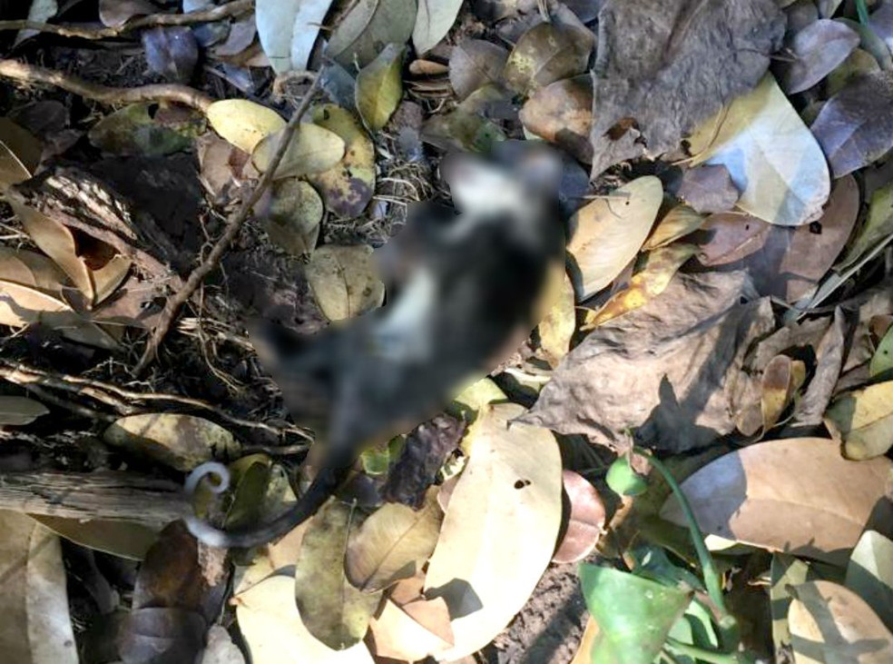 Polícia investiga suspeito de envenenar cerca de 70 gatos e animais silvestres em Bauru, gambá — Foto: Arquivo pessoal