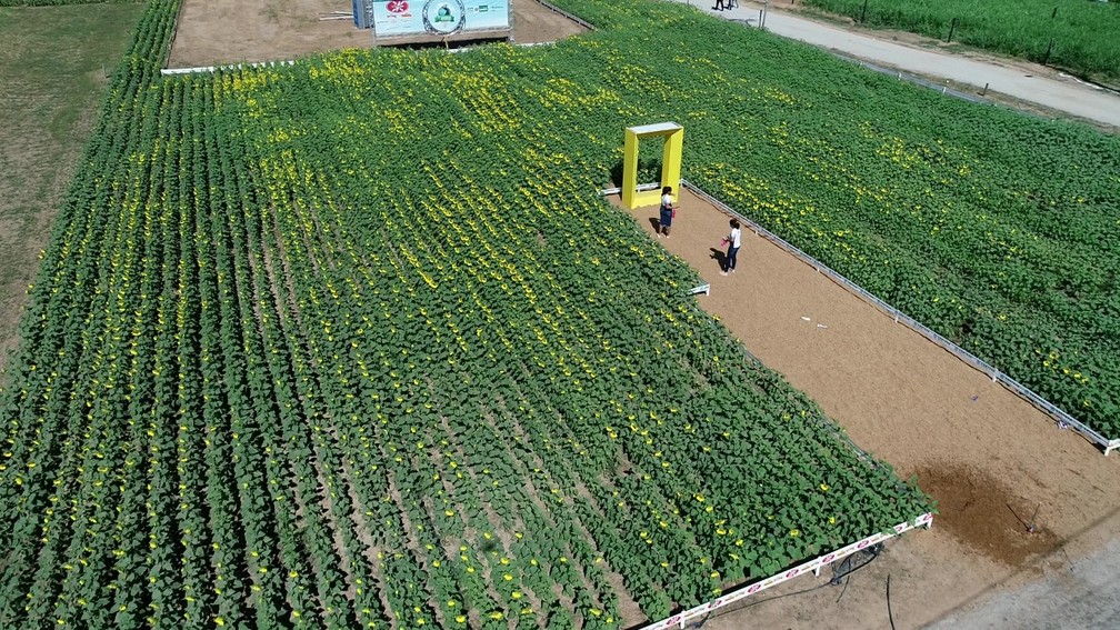 Plantação de girassol no 3º dia de RRS 2022 — Foto: Ruan Gabriel