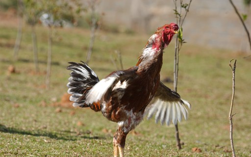 Como Criar Galo Indio Gigante Revista Globo Rural Como Criar Como Criar Galo Indio Gigante Revista Globo Rural Como Criar