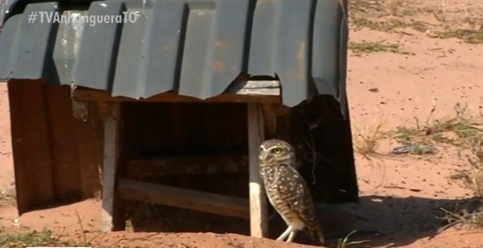 Corujas ganham casinhas em vários bairros de Araguaína — Foto: Reprodução/TV Anhanguera