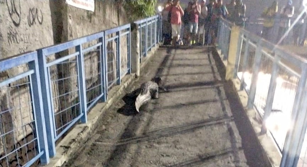 Jacaré 'passeia' em passarela perto do Terminal Alvorada, na Barra da Tijuca — Foto: Reprodução