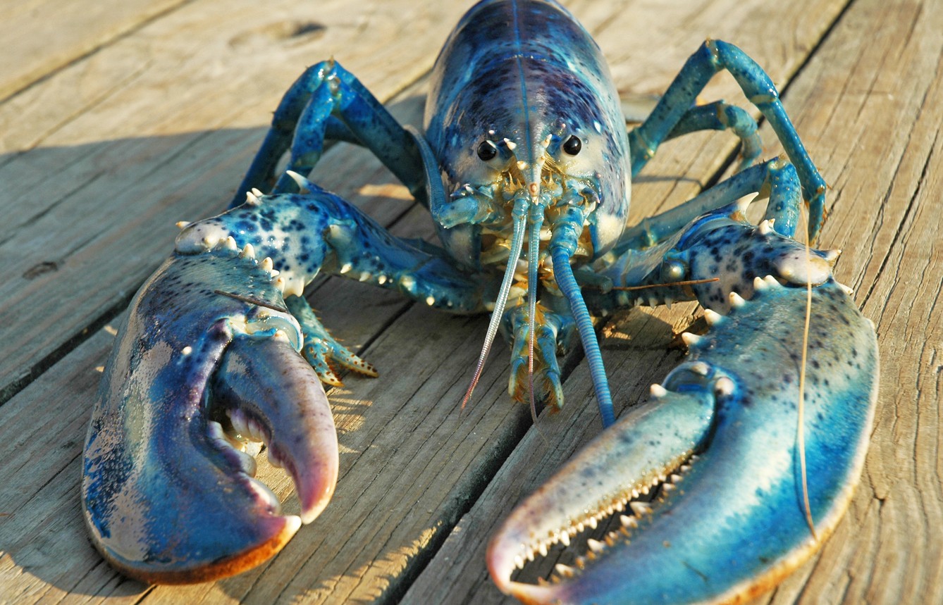 Lagosta azul é considerada amuleto de sorte entre os pescadores (Foto: Flickr/Creative Commons)
