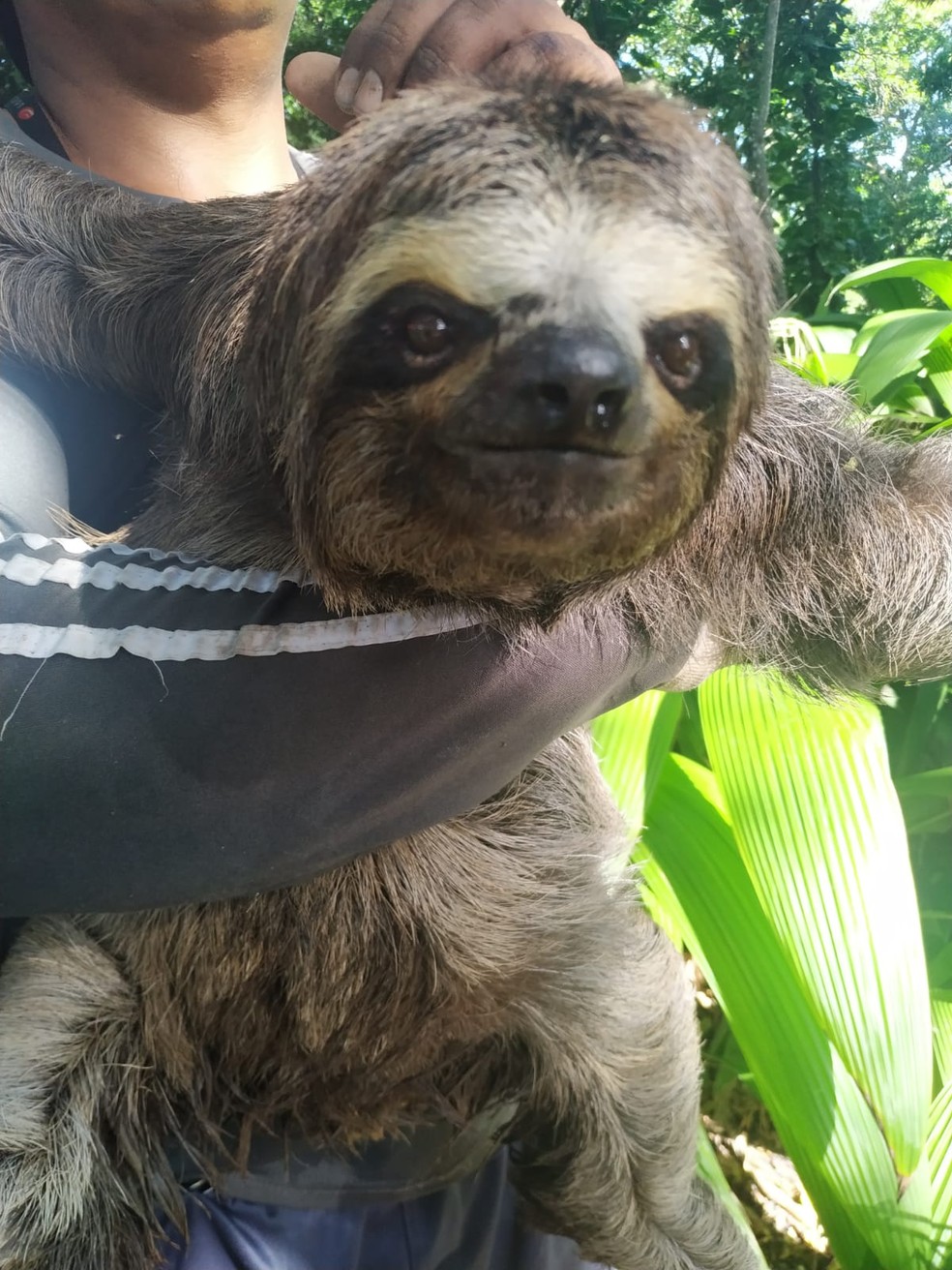 Bicho-preguiça resgatado pelo BPA em Campo Alegre, Alagoas — Foto: Divulgação/BPA-AL