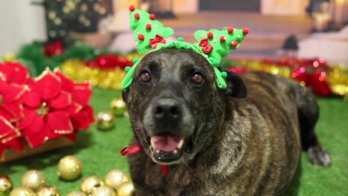 Dogs and cats 'make faces and mouths' in Christmas photo shoot waiting for adopters | Minas Gerais