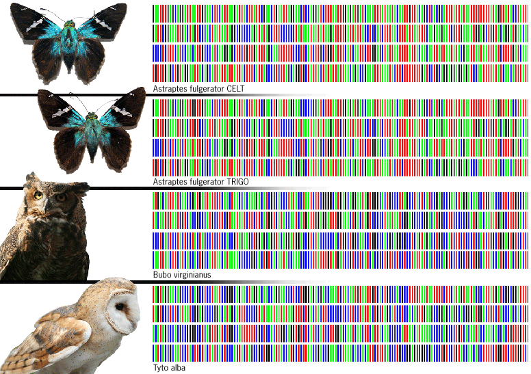 Barcodes de espécies de borboletas e corujas (Foto: Reprodução)