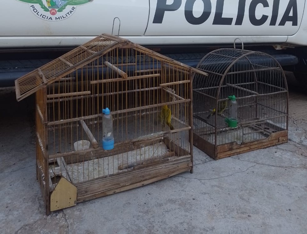 Policiais localizaram duas aves em gaiolas, das espécies canário-da-terra e pintassilgo, em Flórida Paulista — Foto: Polícia Ambiental