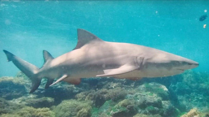 ICMBio alerta para alimentação irregular de tubarões feita em passeios de barco em Noronha thumbnail