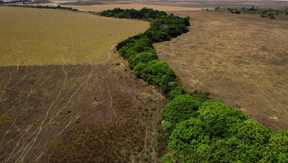 Terras desmatadas para criação de gado em Goiás: Cerrado sobre com derrubadas e queimadas — Foto: Cristiano Mariz