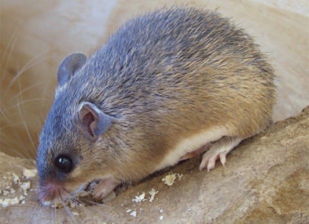 Rato 'Acomys kempi', recém-descoberto na África, têm capacidade de regenerar a pele (Foto: Reprodução/'Nature')