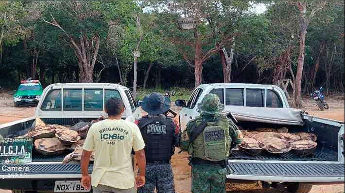 37 tartarugas capturadas ilegalmente são apreendidas em terreno no AM