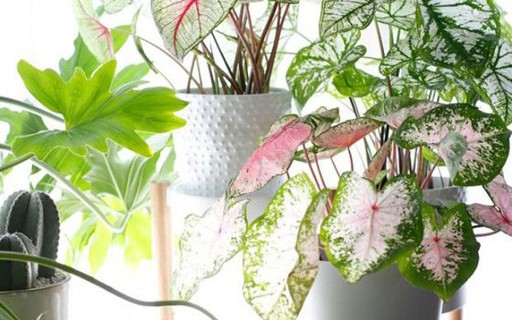 Plantas Ornamentais 12 Dicas Para Ter Um Jardim Em Casa Casa Vogue Paisagismo 1,659 imagens png transparentes em planta ornamental. plantas ornamentais 12 dicas para ter