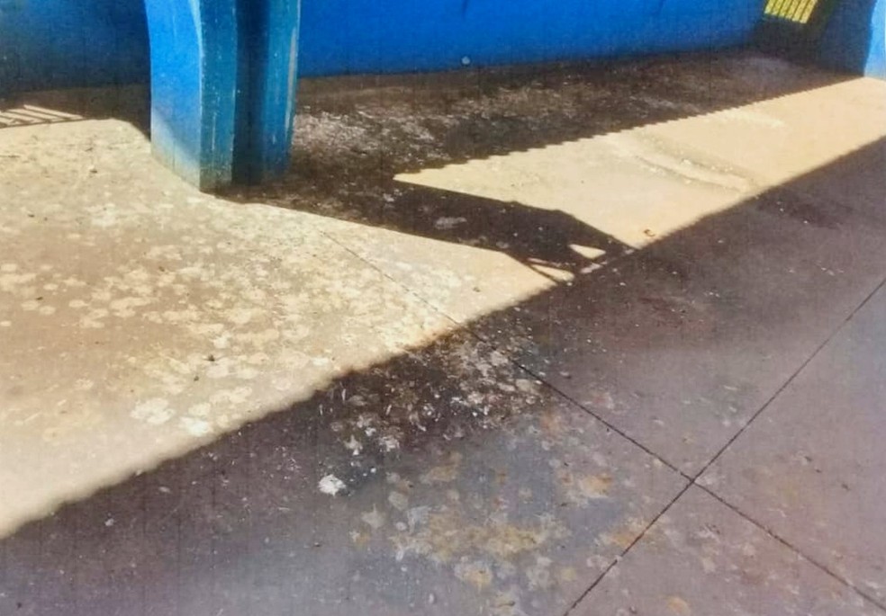 Fotos do documento mostram a quadra esportiva da Emei Estrelinha Dourada coberta de fezes de pombos — Foto: Reprodução