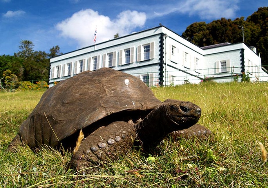 Jonathan, a tartaruga, é o animal terrestres vivo mais antigo do mundo.