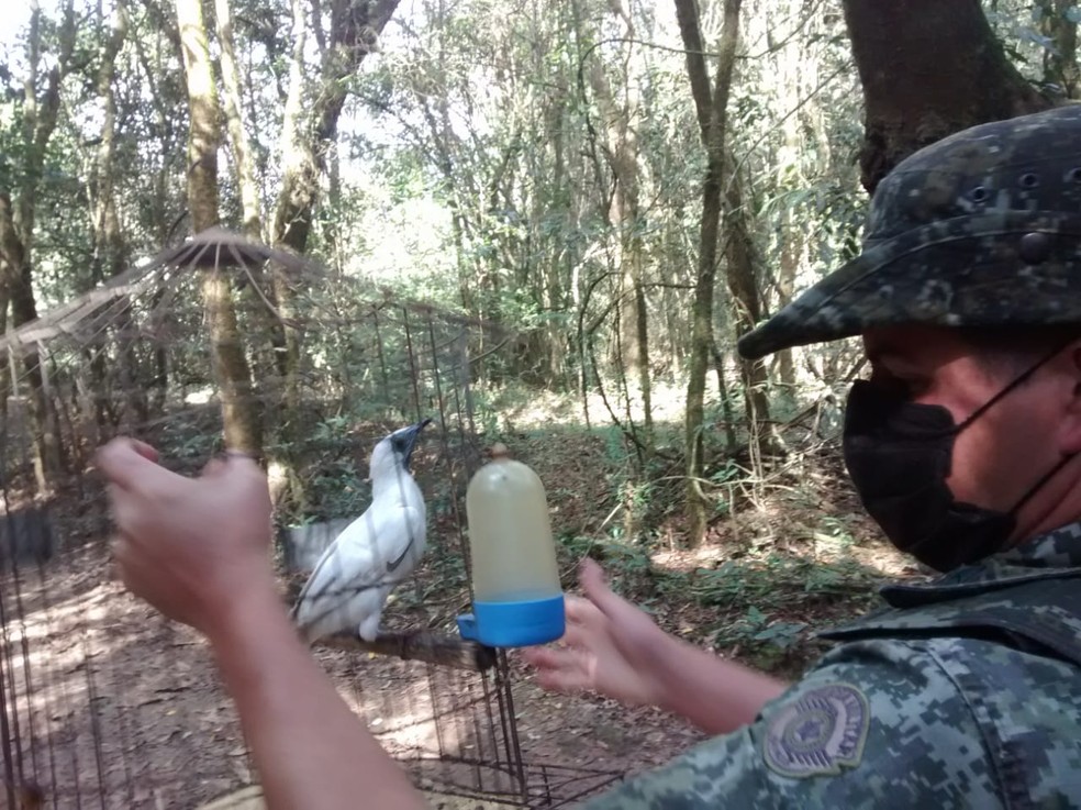 Aves foram apreendidas e depois soltas na natureza em Buri — Foto: Polícia Ambiental/Divulgação
