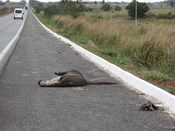 Rodovia da Morte': seis animais morrem atropelados por dia na BR-262 que  cruza o Pantanal de MS | Mato Grosso do Sul | G1