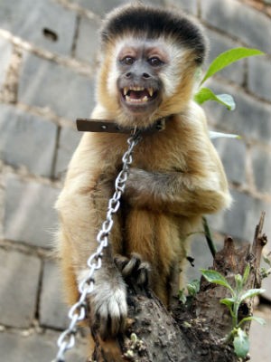 Macaco Prego rejeita salário desigual 