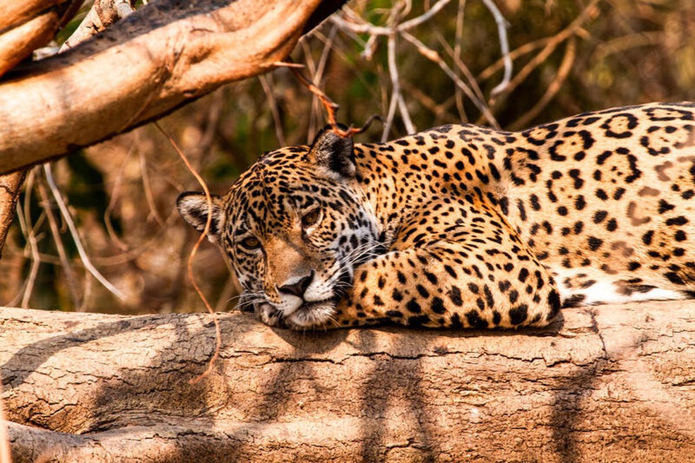 Uma onça-pintada no Pantanal mato-grossense, em setembro de 2020. — Foto: Leandro Cagiano/Greenpeace