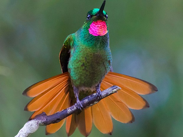 G1 - Beija-flor-rubi e chifre-de-ouro são registros de destaque de ...