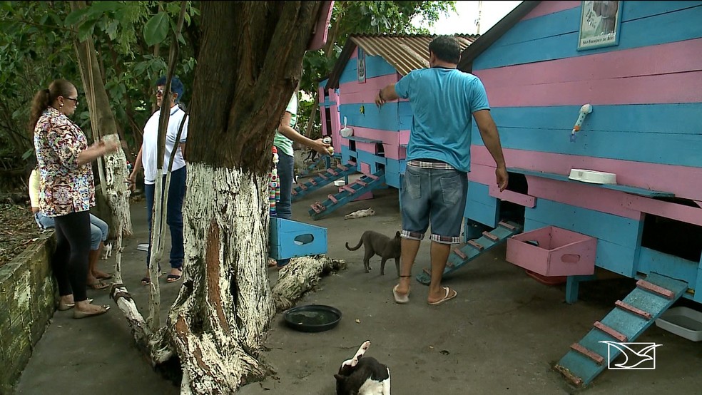 Animais abandonados sÃ£o alvos de maldades em SÃ£o LuÃ­s â Foto: ReproduÃ§Ã£o / TV Mirante