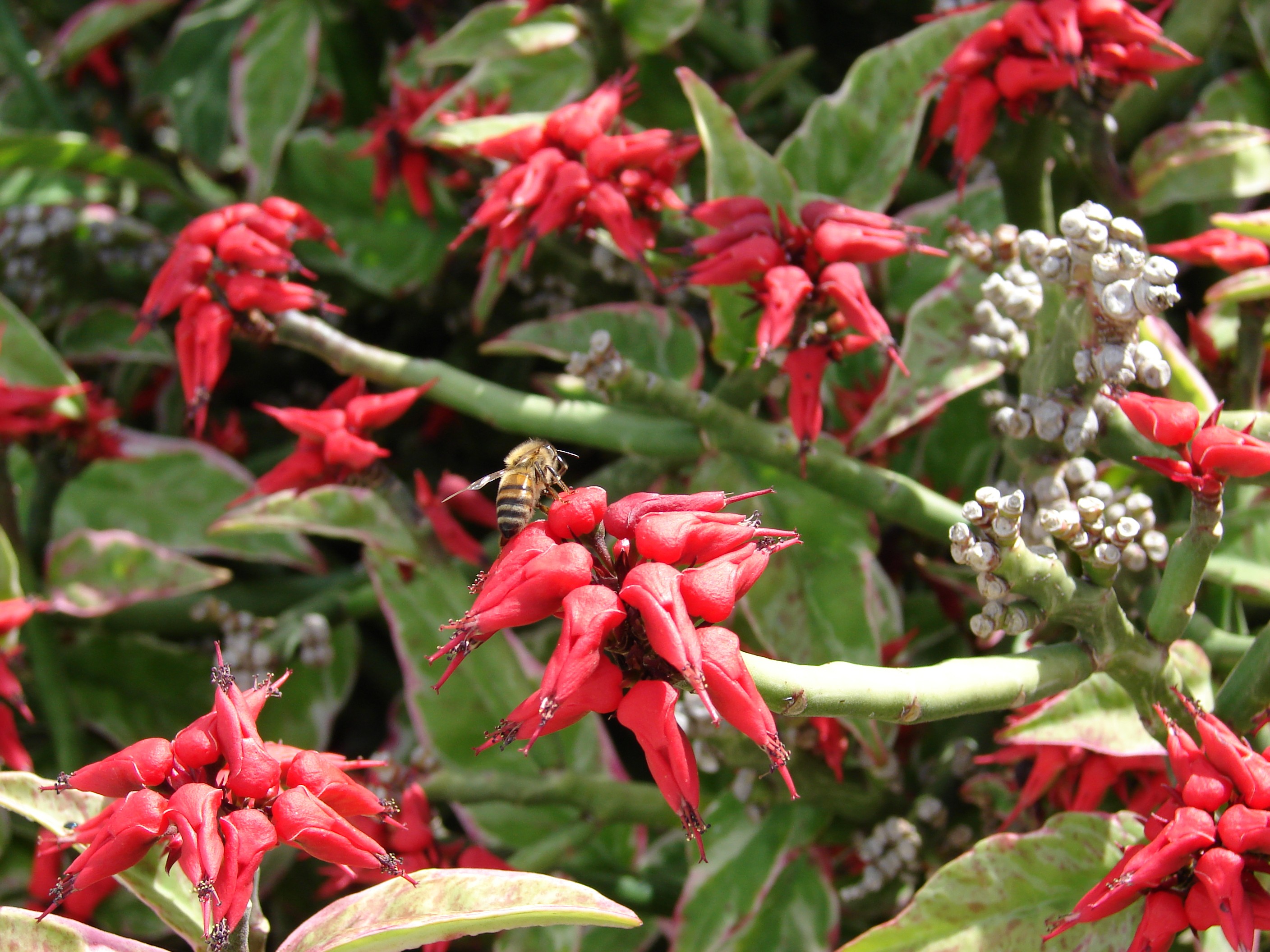 Sapatinho-do-diabo ou Euphorbia tithymaloides é nativo da América Central e costuma florescer nas estações quentes  (Foto: Flickr / Forest and Kim Starr / Creative Commons)