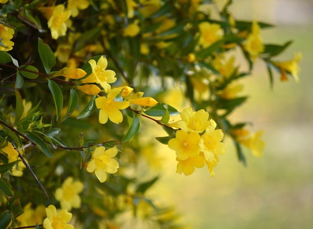 Jasmim amarelo: é uma planta pendente de lindas flores e que necessita de poucos cuidados (Foto: Pexels / TootSweetCarole / CreativeCommons )